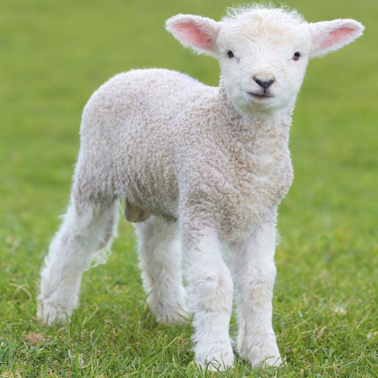 Help Rescue More Sheep πβ¨
